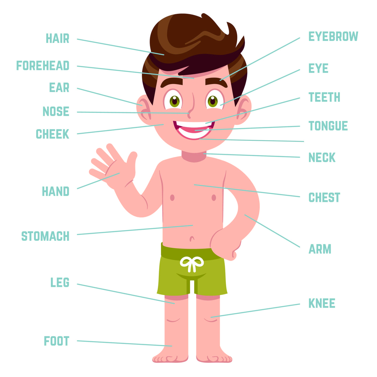 Human Body Front